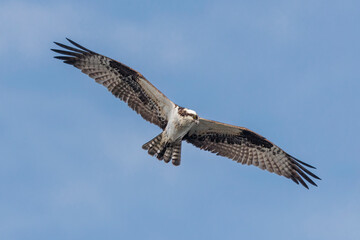 north american osprey