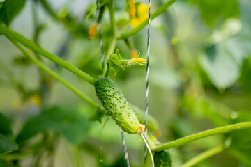 Fresh cucumbers growing in a greenhouse. Healthy fresh food.