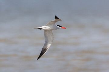 Caspian tern bird