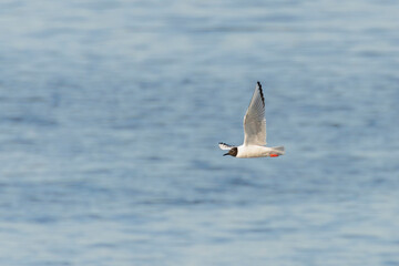 Bonaparte's Gull bird