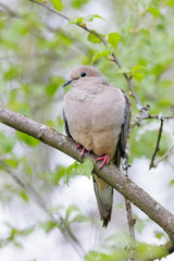 Mourning dove bird