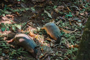 Armadillos sniffing ground in search of food surrounded with dried leaves in park, Armadillos smelling ground with dirt searching of food
