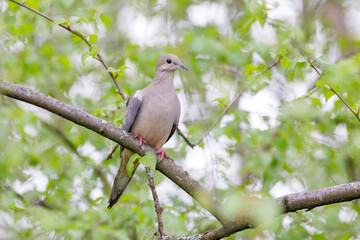 Mourning dove bird