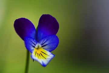 blue iris flower