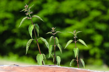 plant in the garden