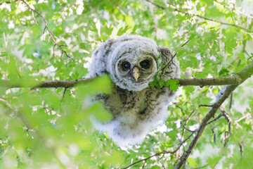 barred owl owlet
