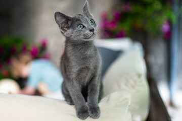 Young playful Russian Blue kitten playing outdoors. Gorgeous blue-gray cat with green eyes.
