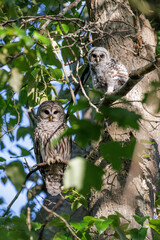 barred owl owlet