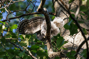 barred owl owlet