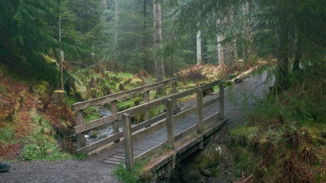 A man walks along a path in the forest with a small wooden bridge. 4k video. Beecraigs Country Park, West Lothian, Scotland