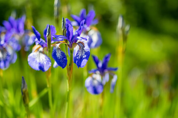 Purple iris flowers blossoming on a flower bed in the park on sunny summer evening.