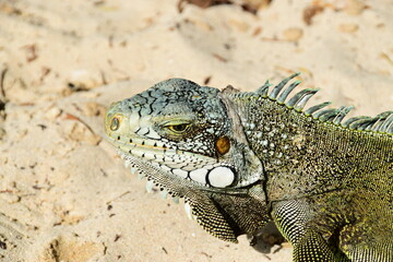 island land iguana