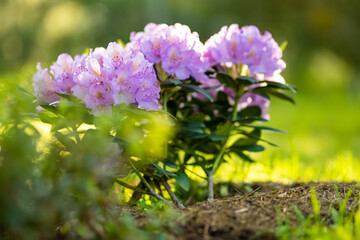 Bright pink flowers of blossoming rhododendron bush on sunny summer day.