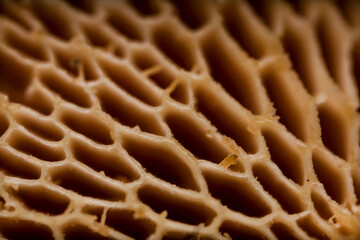 Close up of mushroom texture. Pattern of fungus. Mushroom gills. Graphic.