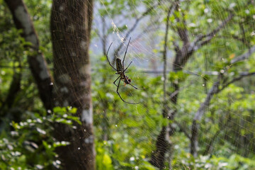 spider on a web eating a wasp