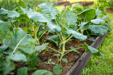 Fresh organic brussels sprounts growing in the garden. Growing own fruits and vegetables in a homestead.