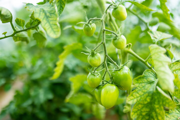 Ripening organic fresh tomatoes plants on a bush. Growing own vegetables in a homestead. Gardening and lifestyle of self-sufficiency.