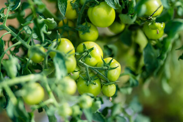 Ripening organic fresh tomatoes plants on a bush. Growing own vegetables in a homestead. Gardening and lifestyle of self-sufficiency.