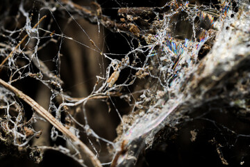 Spider web close up. Messy unorganized graphic on black background.