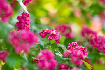Decorative pink hawthorn flowers on the bush. Blossoming hawthorn plant in spring garden.