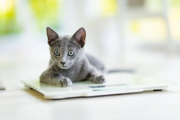 Young playful Russian Blue kitten playing on a weight scale. Gorgeous blue-gray cat with green eyes.