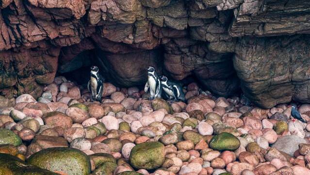 Humboldt Penguin on the rocks