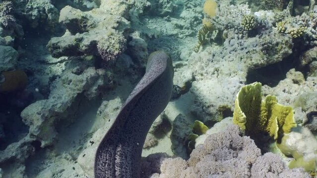 Back view, Giant moray eel (Gymnothorax javanicus) swiming on top of shallow coral reef on daytime in brightly sun rays, Slow motion