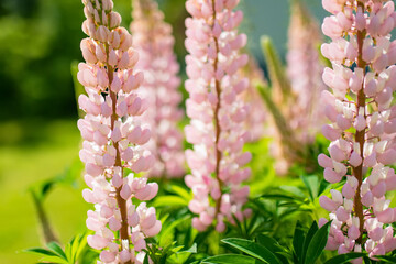 Beautiful pink lupins blossoming on flower bed on summer day. Bunch of lupines.