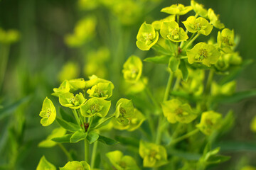 Cypress spurge Euphorbia cyparissias with many yellow flowers in spring - obrazy, fototapety, plakaty