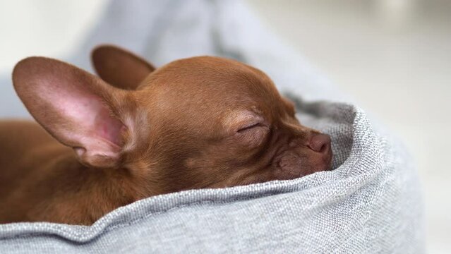 chihuahua puppy on a bed. A small brown puppy of the Chihuahua breed sleeps sweetly. Fluffy pet Funny moments from the life of dogs. Sweet Dreams. Childhood's best friend.