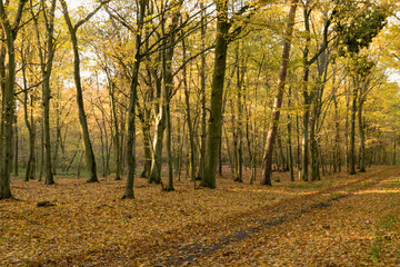 Leśna droga wśród złotych drzew