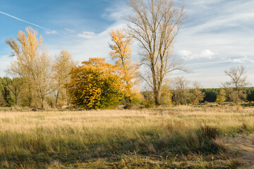 Fototapeta Jesienny krajobraz z suchą trawą obraz