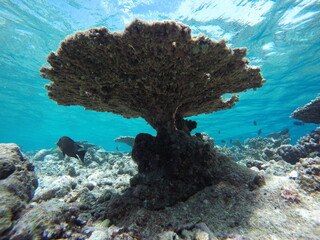 Corail