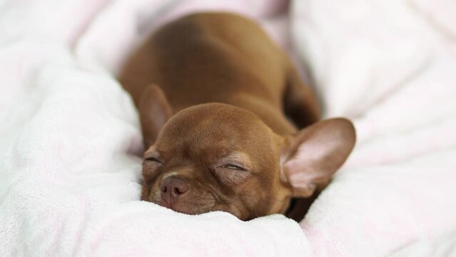 A small brown puppy of the Chihuahua breed sleeps sweetly. Fluffy pet Funny moments from the life of dogs. Sweet Dreams. Childhood's best friend.