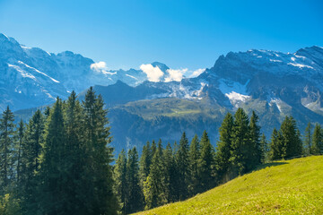 Idyllic summer landscape in the Alps with fresh green meadows and snowcapped mountain tops in the background. Switzerland