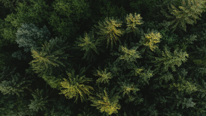 forest from above