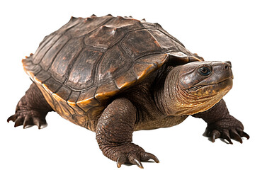 Common snappg turtle, generative artificial intelligence
