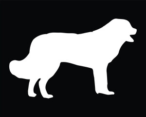 Bucovina shepherd Dog Vector Silhouette