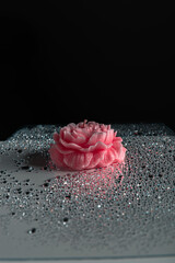 Shiny water drops on black surface, background. Beautiful pink candle rose flowers through the...