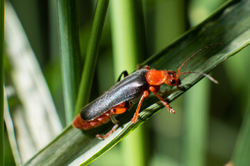 a fireman beetle on a leaflet