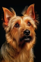 Studio portrait of a dog breed Australian Terrier. AI generated, human enhanced