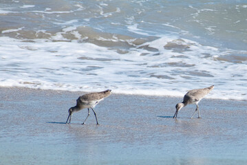 two seagulls on a beach
