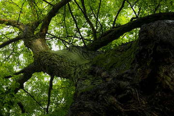 Fototapeta premium tree from below in the forest