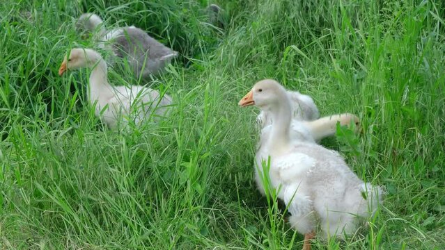 Young soft fluffy teenage goslings walk outside in the village and eat green grass in summer. Domestic farm bird gray and white geese. The concept of agriculture. 4K slow motion horizontal footage.