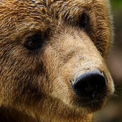 brown bear portrait close up