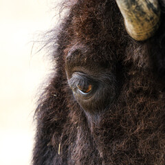 Close up of a head of a bison.  Animal eyelashes.