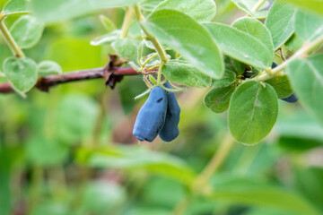 delicious ripe honeysuckle berries close up