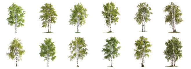 Set of Birch (Betula L.), spring or summer, green foliage, home and garden decoration, vector isolated on a white background