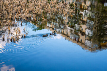 Ducks swim in the city lake. In the water, the reflection of the house