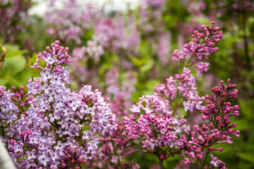 Lilac flower on a blurred background